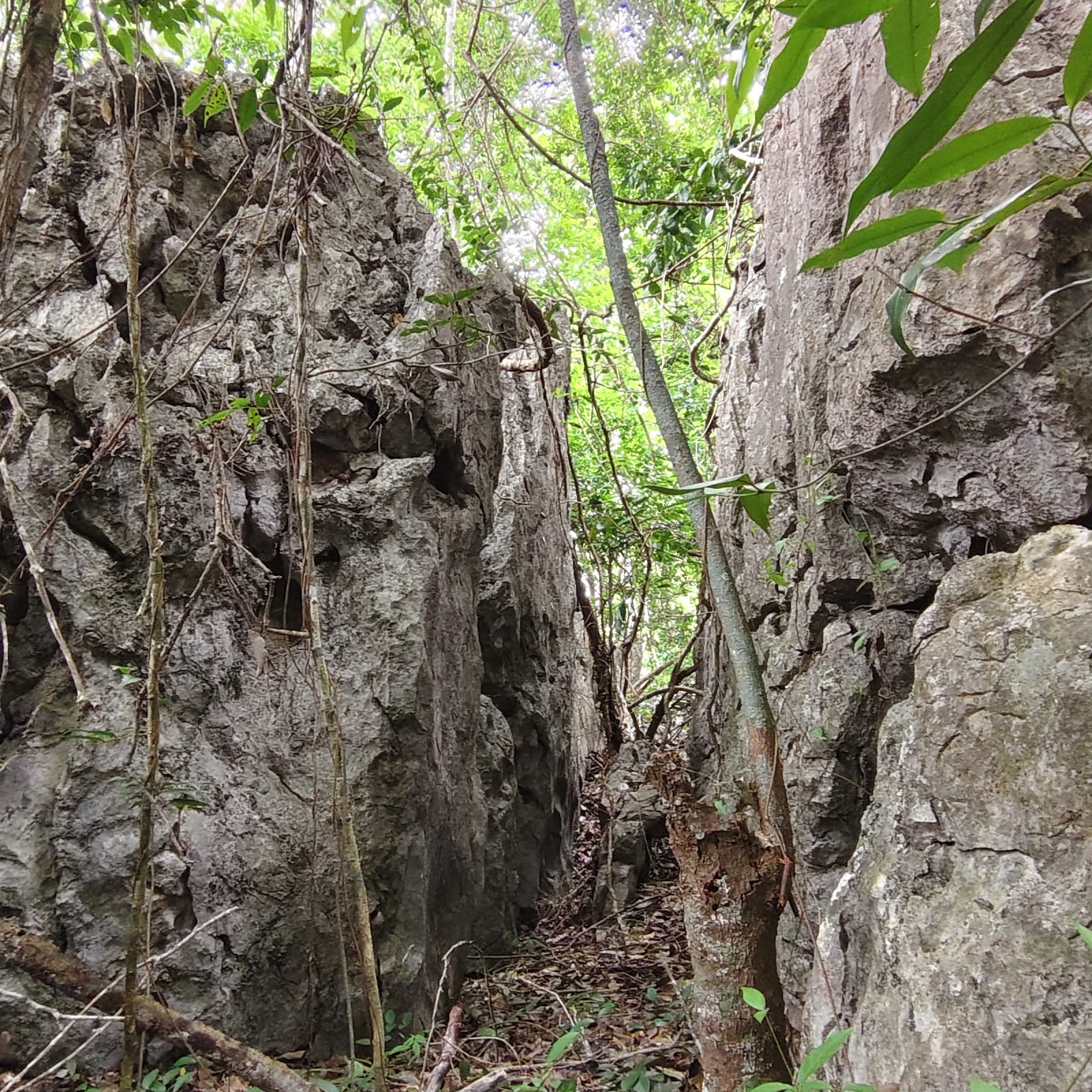 Jungle Foraging & Fire-Building — photo 3
