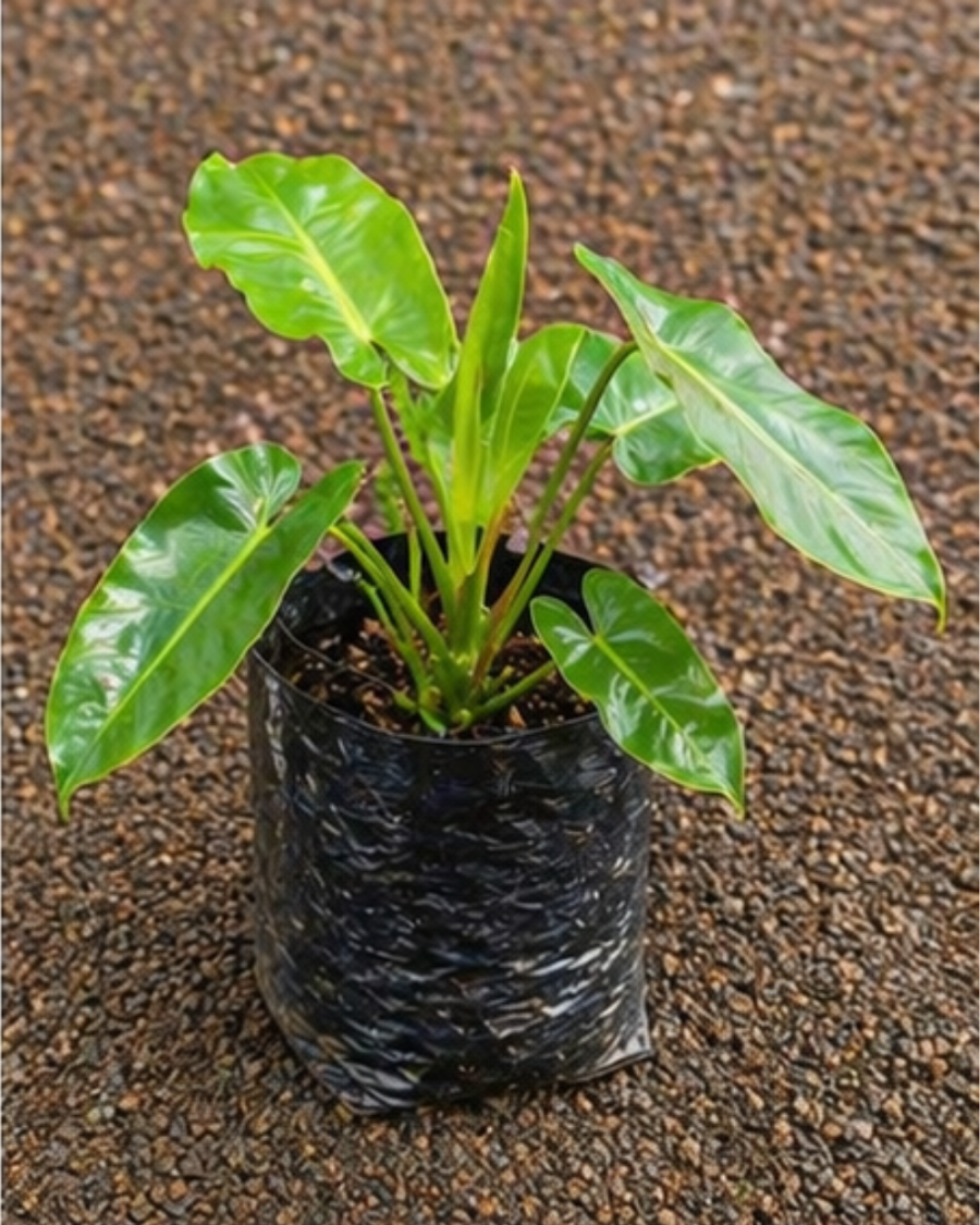 Philodendron Burle Marx Indoor Plant — view 5