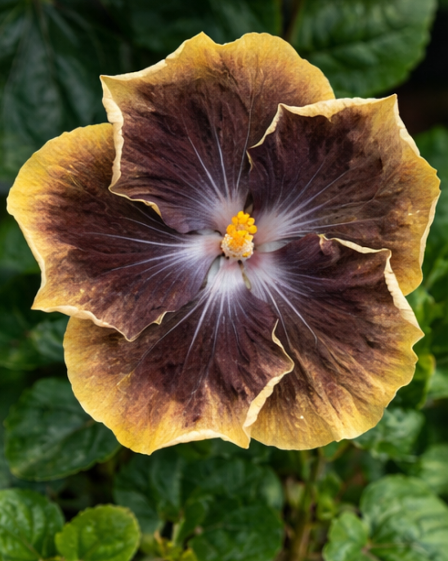 Hibiscus RK Black Pearl — view 3