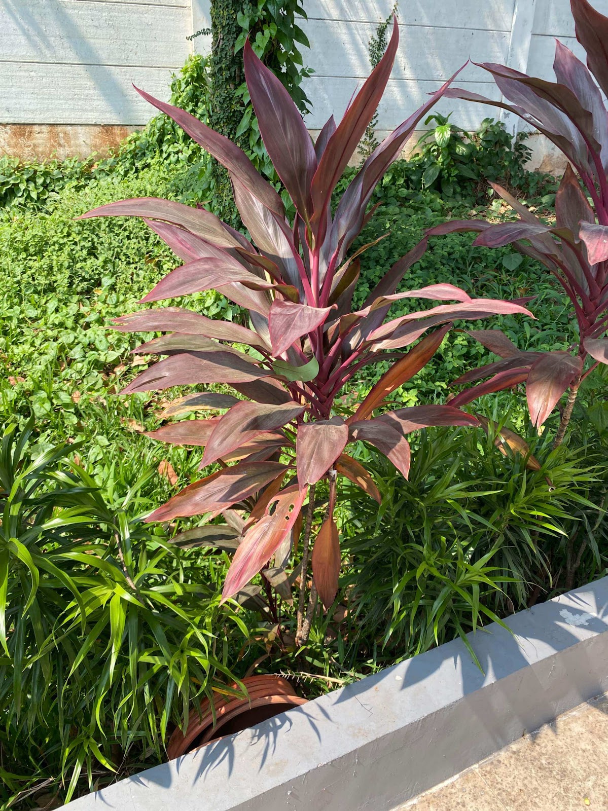 image of Good Luck Plant