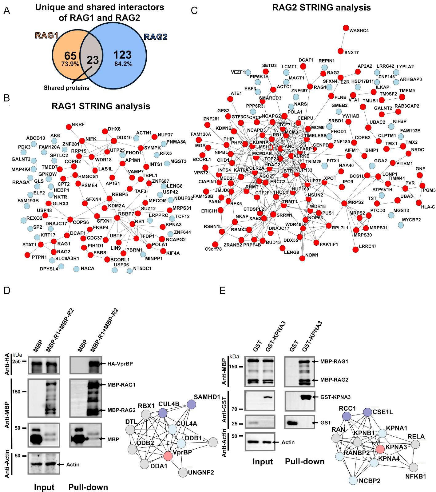 Proximity-based proteomic profiling uncovers distinct interactome of human RAG1 and RAG2