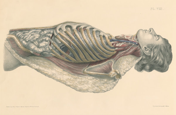 Medical anatomy or Illustrations of the relative position and movements of the i