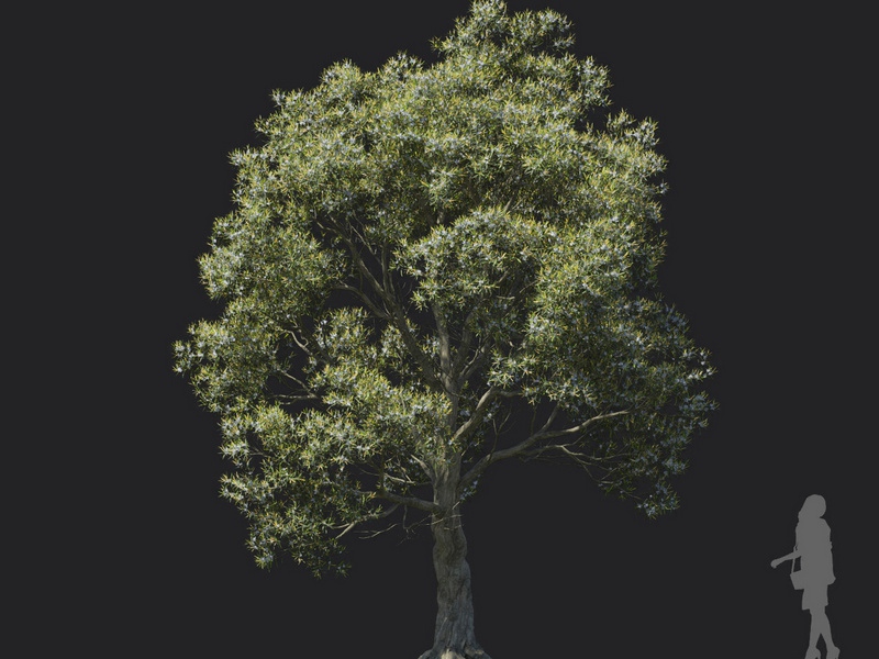Maxtree - Plant Models Vol.121