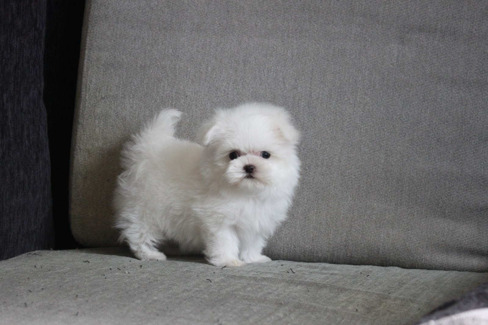 高端優質迷你瑪爾濟斯妹妹