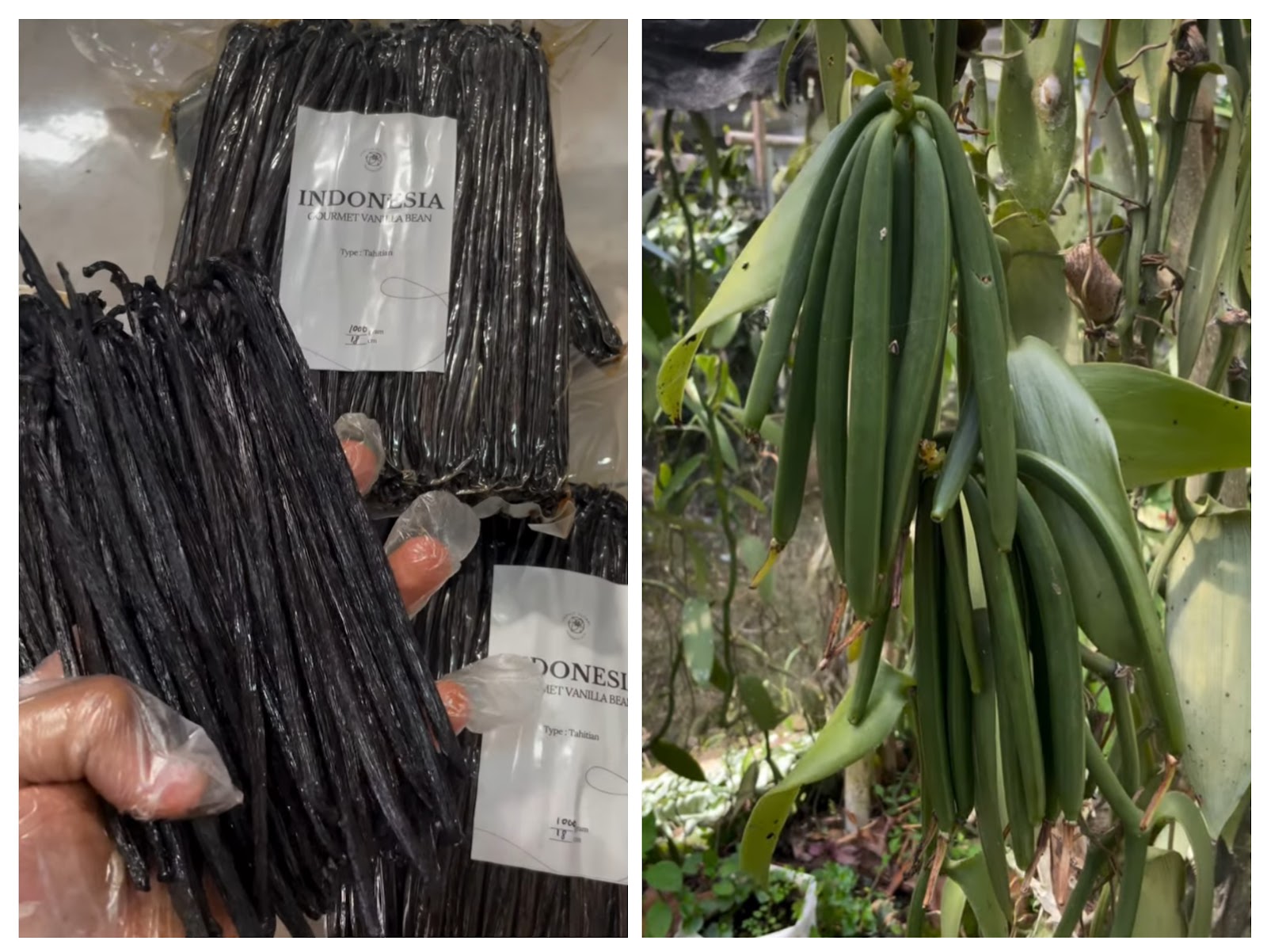 Vanilla Beans