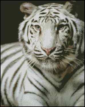 CMP 400632 White Tiger