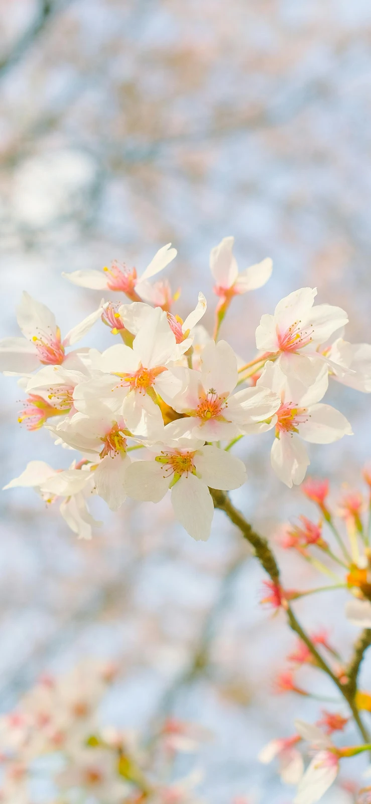 White Cherry Blossoms In Spring - Macro Photography 4K iPhone Wallpaper (2162x4684)