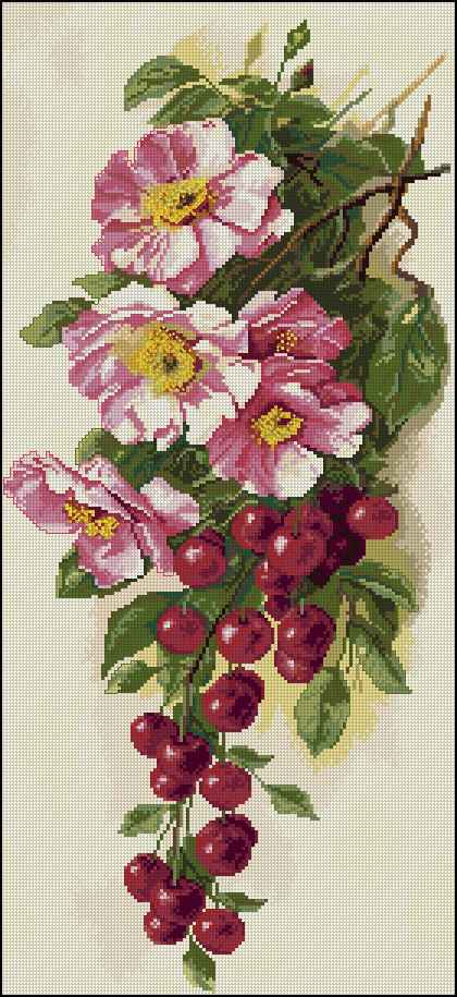 CMP 171337 Ripe Cherry