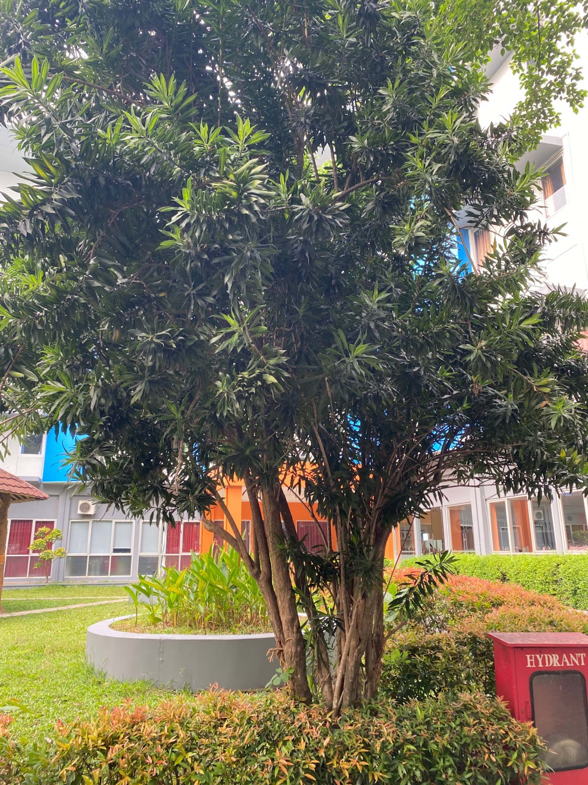 image of Yew Plum Pine Tree