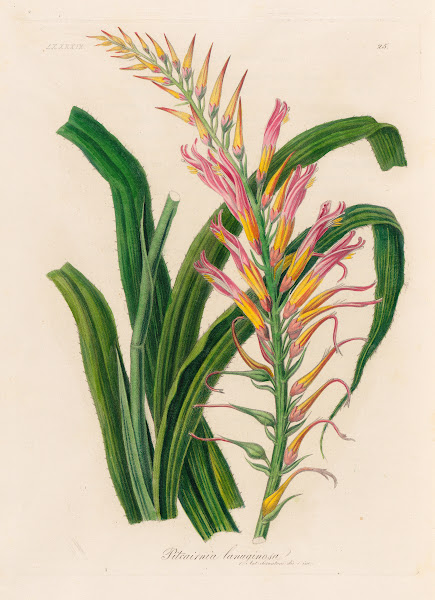 Pitcairnia lanuginosa 1818 1824