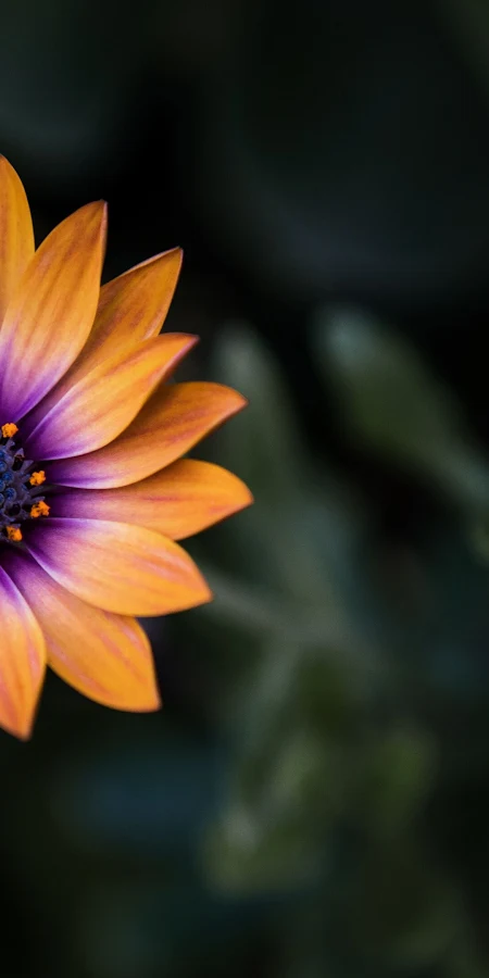 Bright Orange Purple Flower 4K Phone Wallpaper