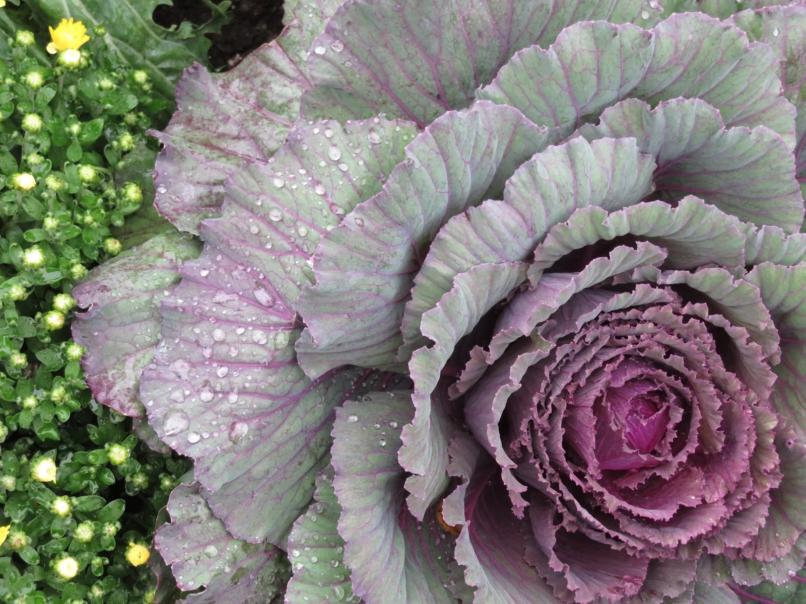 Purple Ornamental Cabbage in Rain - Macro Nature Photography 5K Wallpaper (5184x3888)