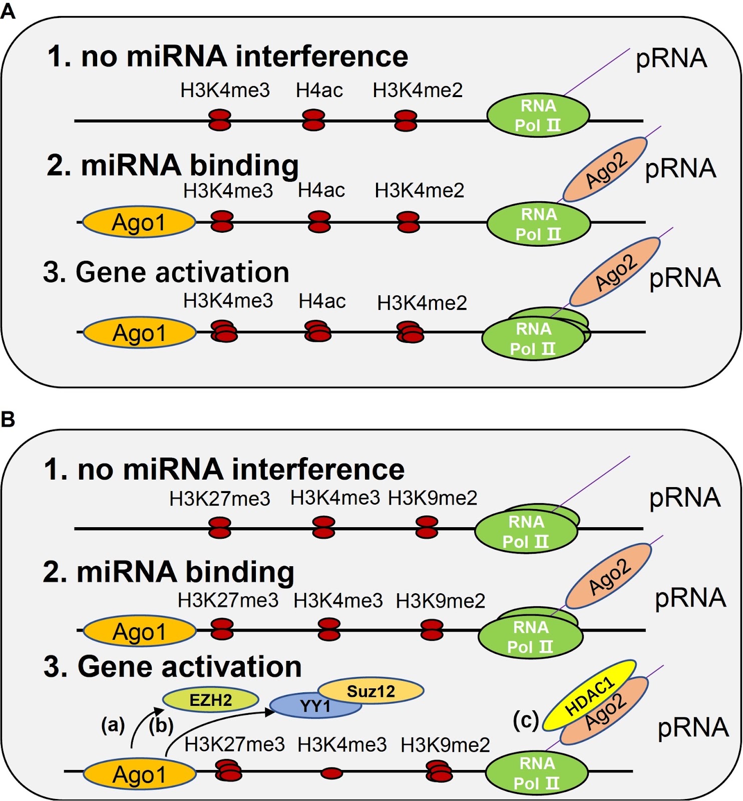 Noncanonical functions of microRNAs in the nucleus