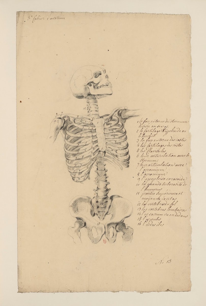 Cahiers dAnatomie Pl12 18th Century