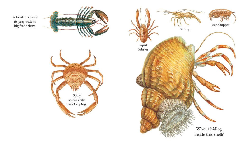 The Seashore PB - thumbnail 3