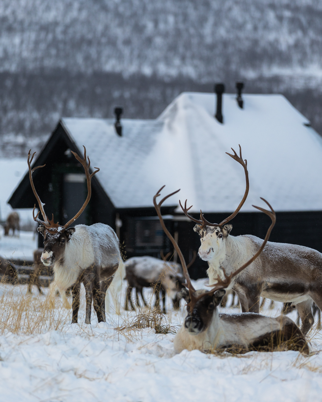 Glass igloos at The Reindeer Ranch