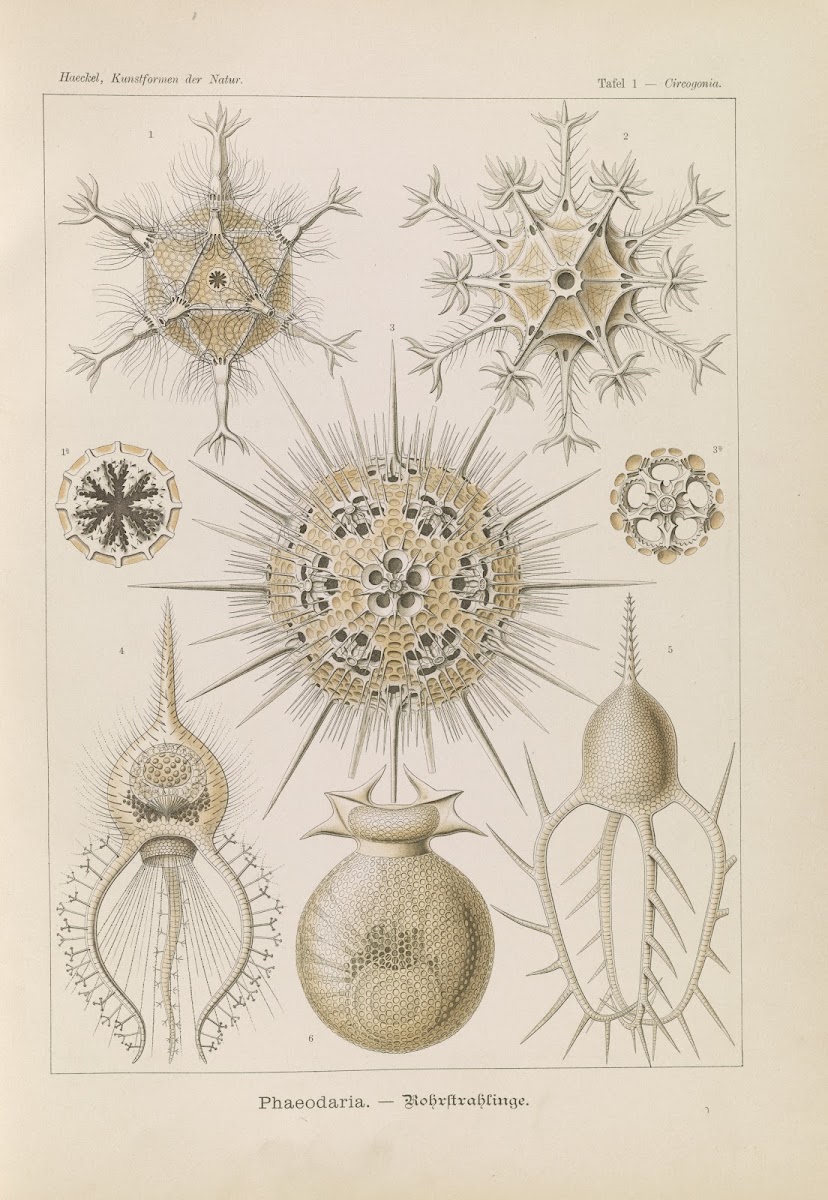 Phaeodaria  Rohrstrahlinge 1904
