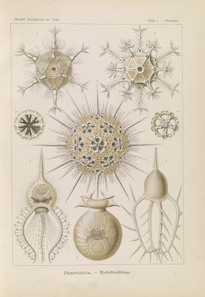 Phaeodaria  Rohrstrahlinge 1904