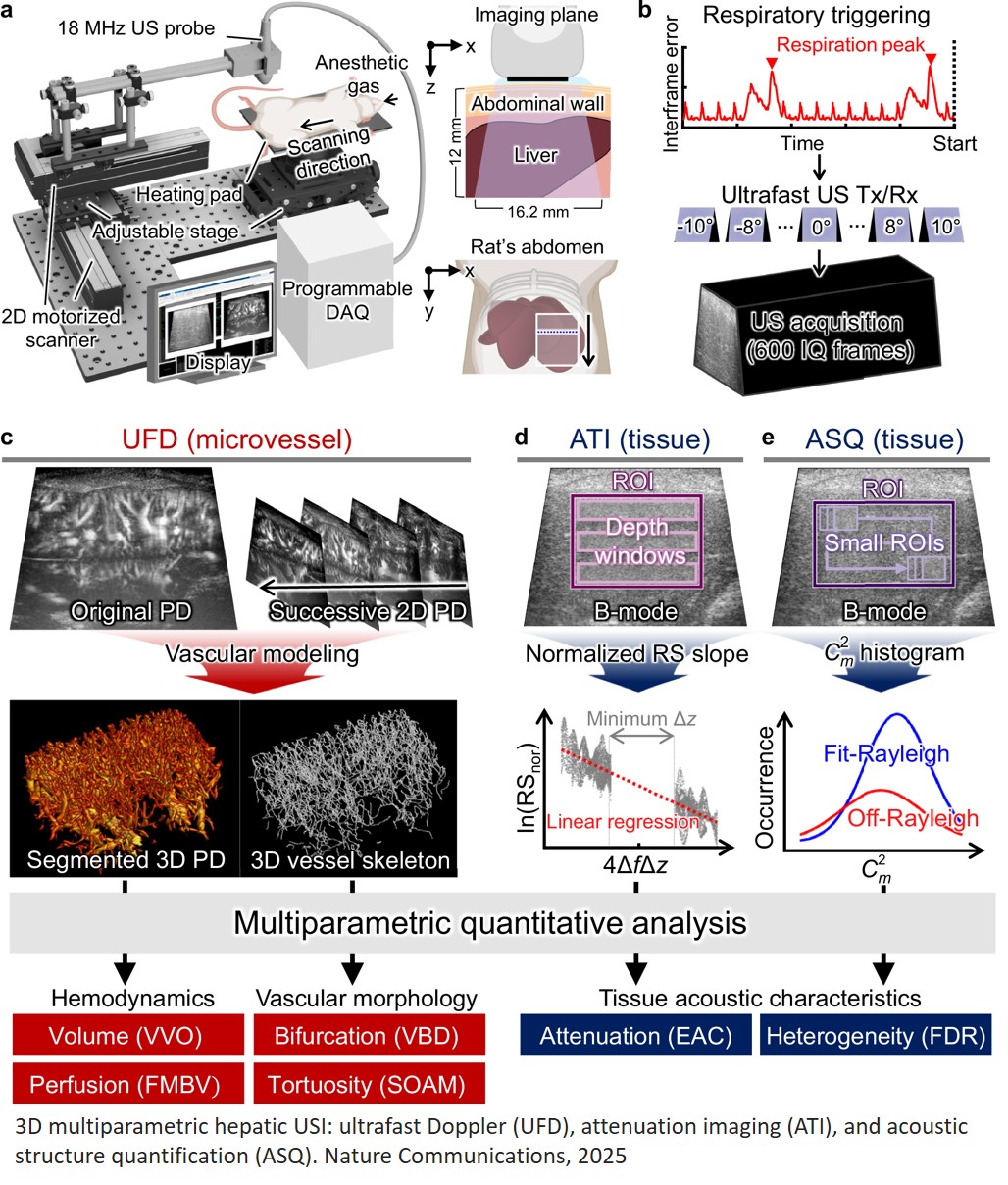 3D multiparametric ultrasound imaging of steatotic liver disease in a study with male rats