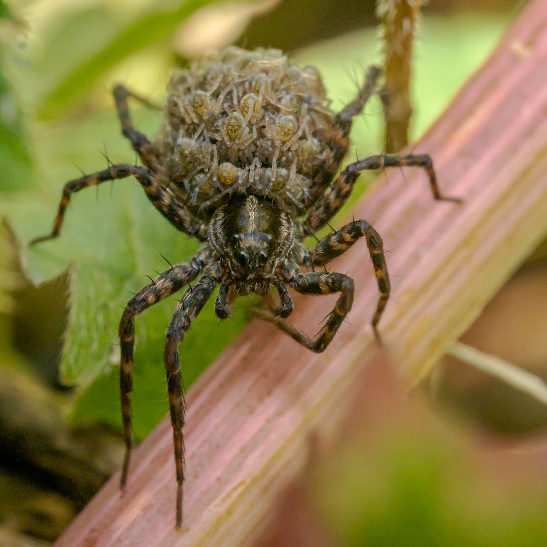 Pardosa sp.