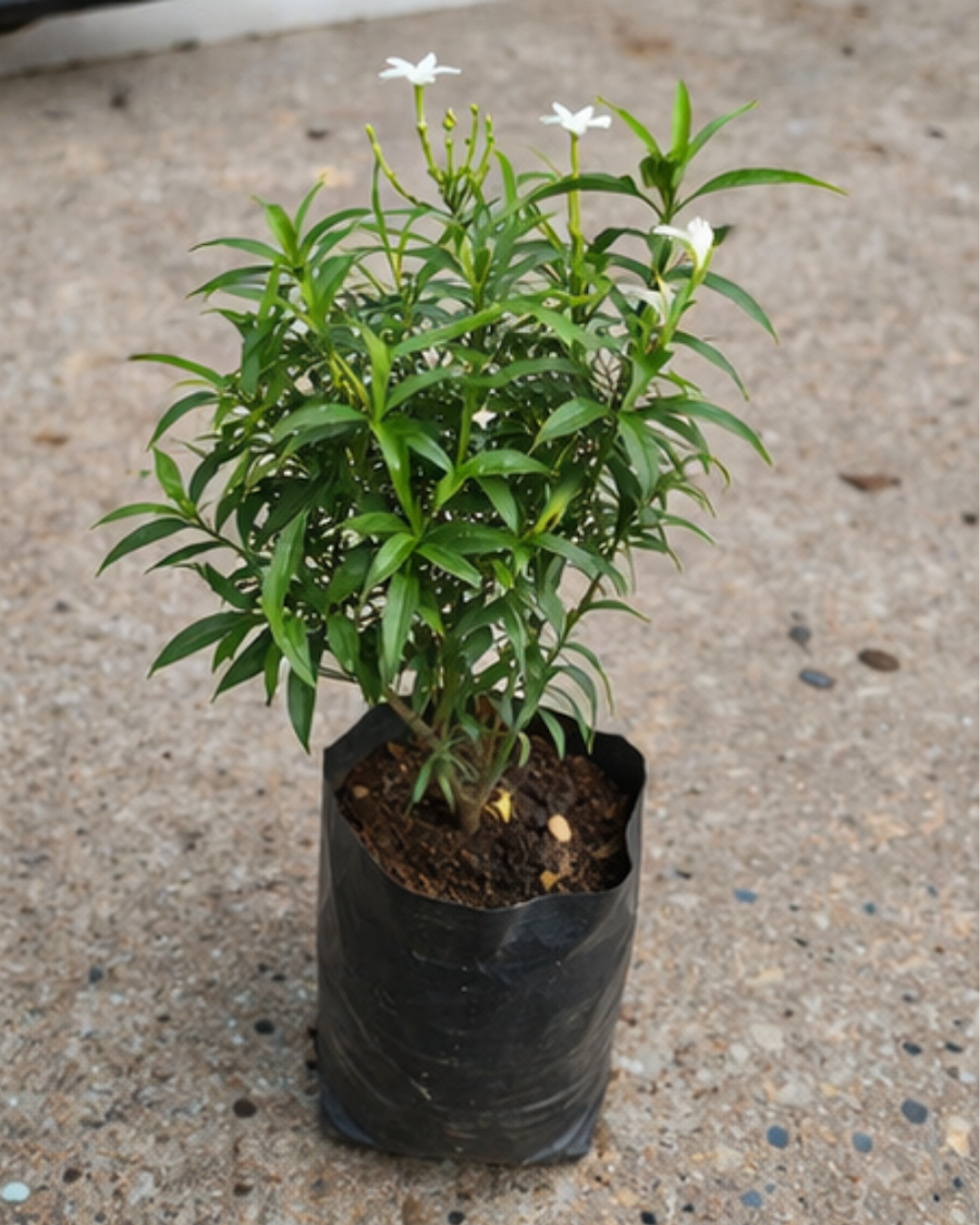 Desi Tagar Plant — view 6