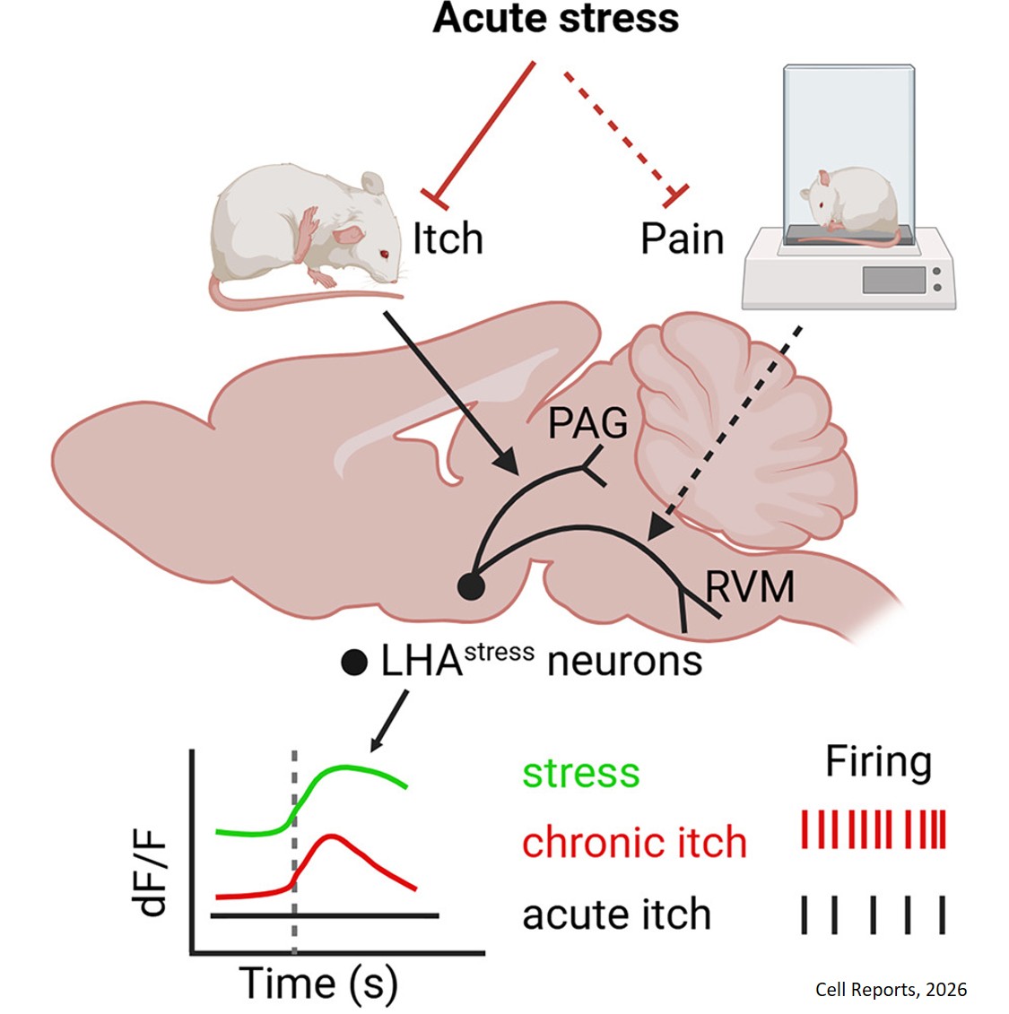 Lateral hypothalamus directs stress-induced modulation of acute and psoriatic itch