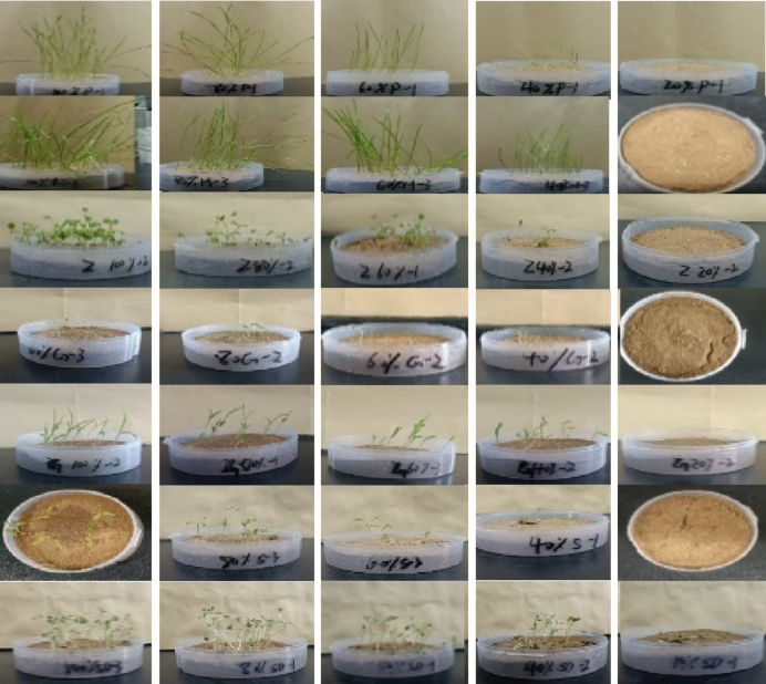 Drought Resistance Evaluation of Dominant Species in Inner Mongolia Desert Steppe During Seed Germination