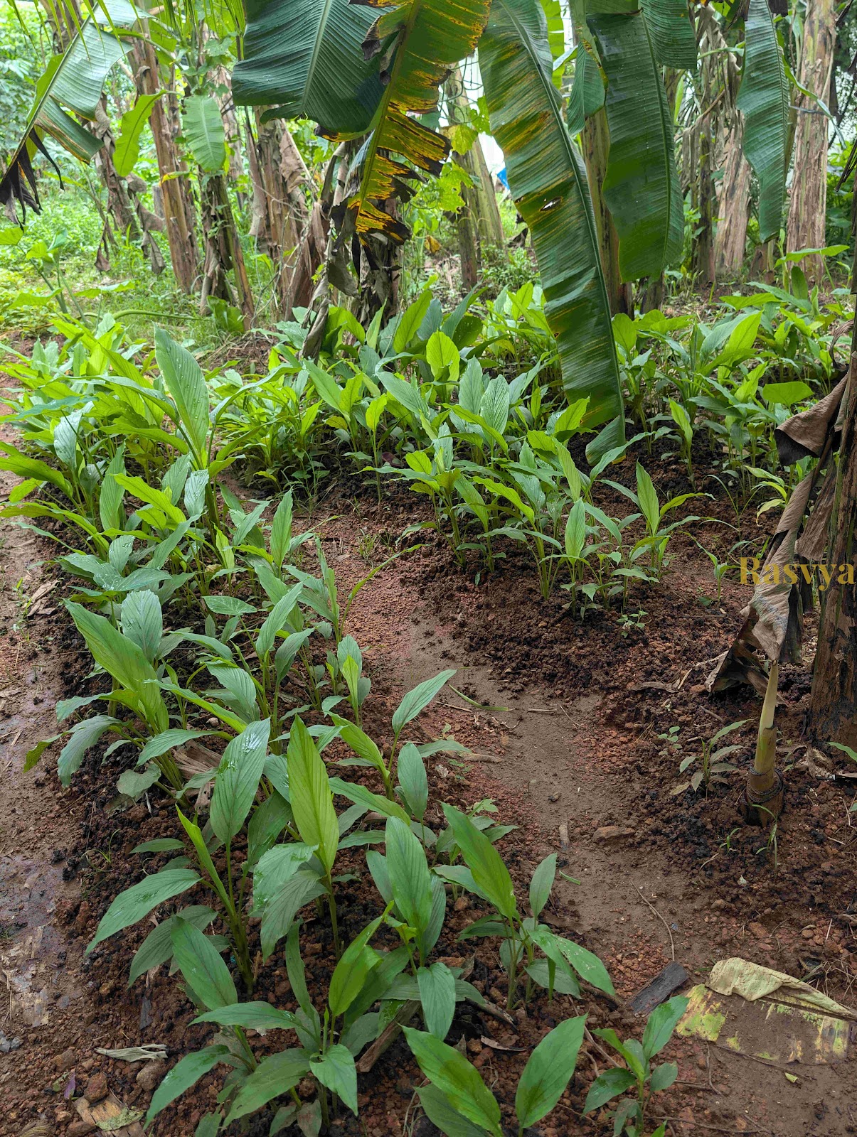 Turmeric growing in the farms of Rasvya
