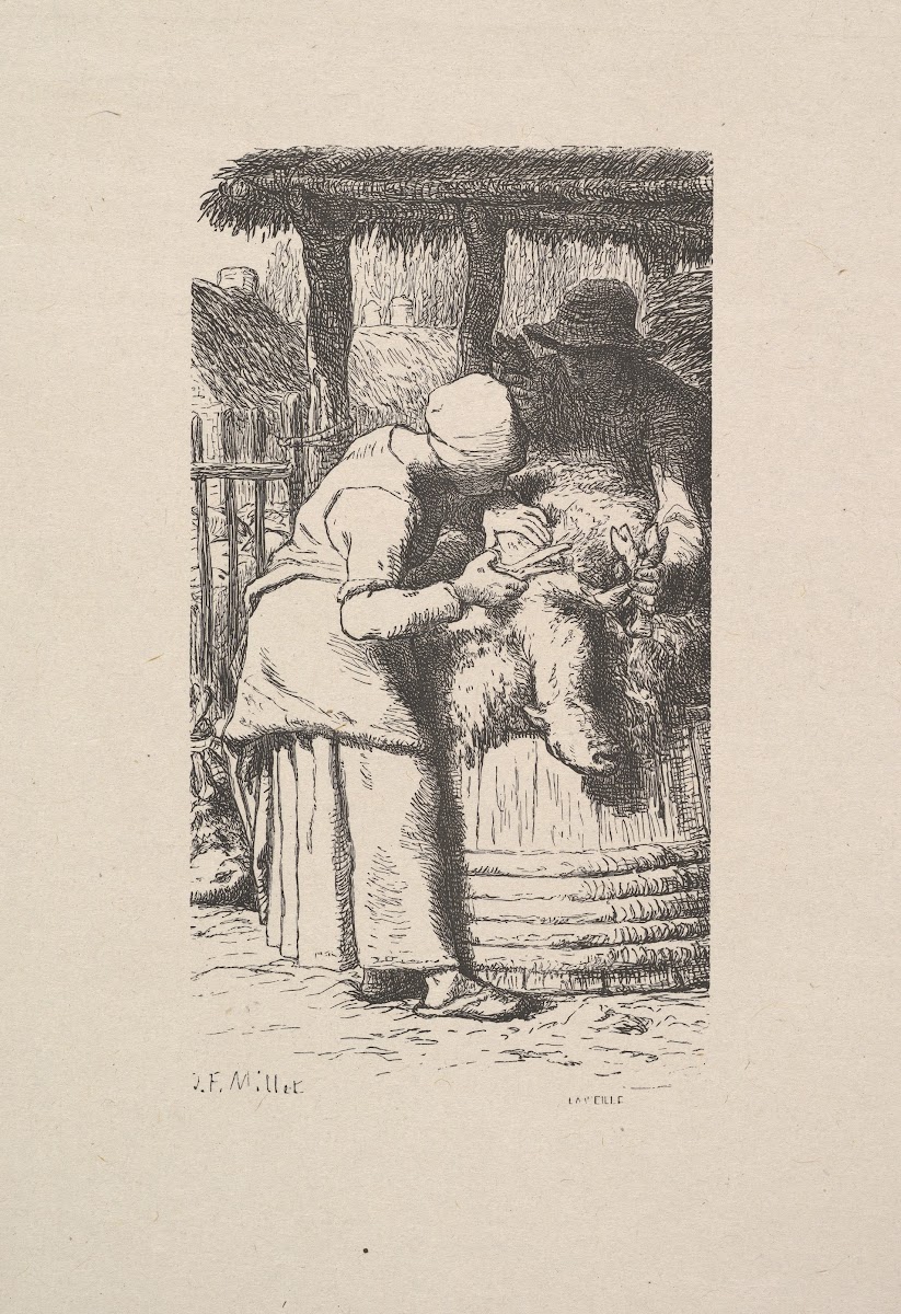 Sheepshearing 1853