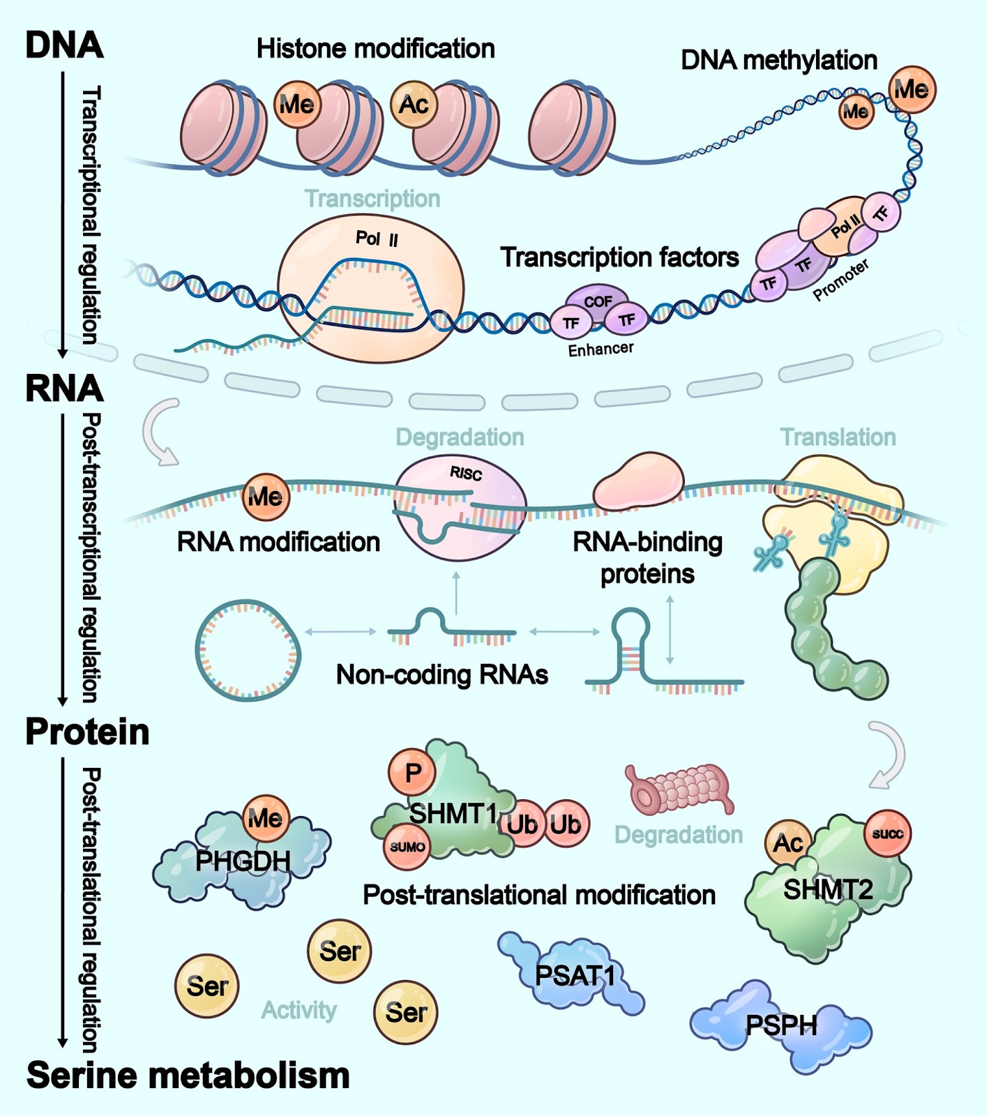 Serine metabolism reprogramming in cancer: a multi-tiered regulatory framework