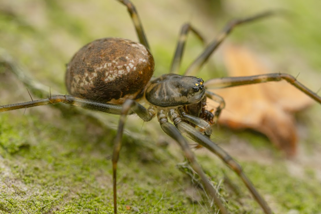 Drapetisca socialis