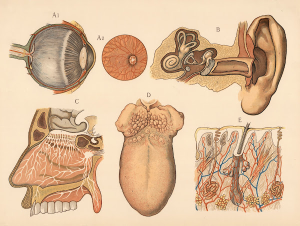 Sense organs 1906