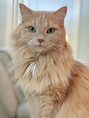 Cat Face Picture
