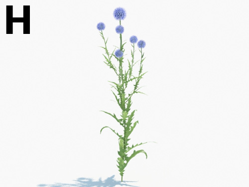Maxtree - Plant Models Vol.3