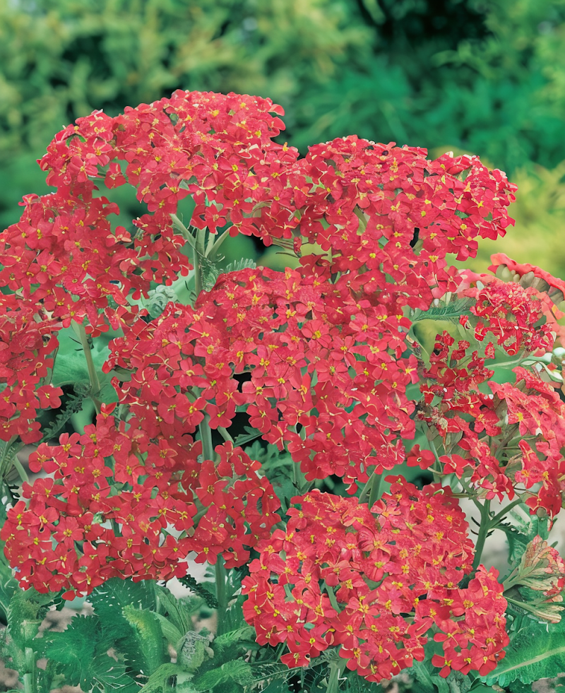 Achillea millefolium 'Cerise Queen' con fiori rosa intenso in un giardino soleggiato