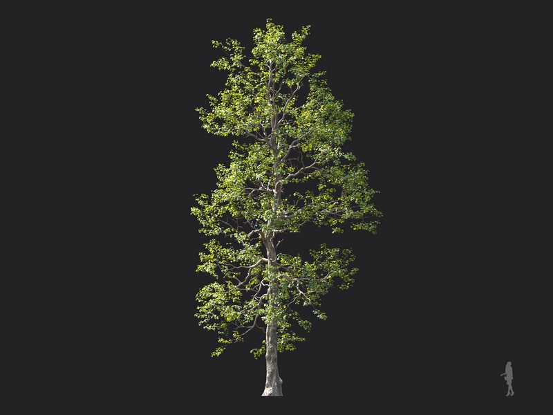 Maxtree - Plant Models Vol.124