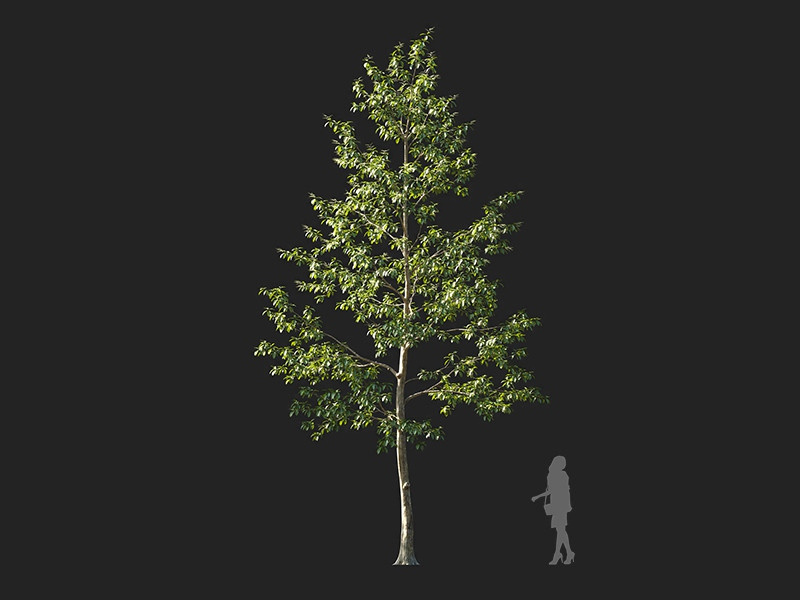 Maxtree - Plant Models Vol.122