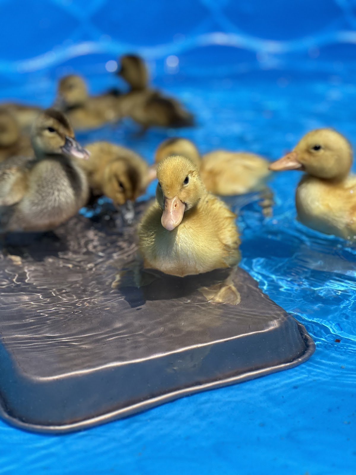 Jumbo Pekin Duckling