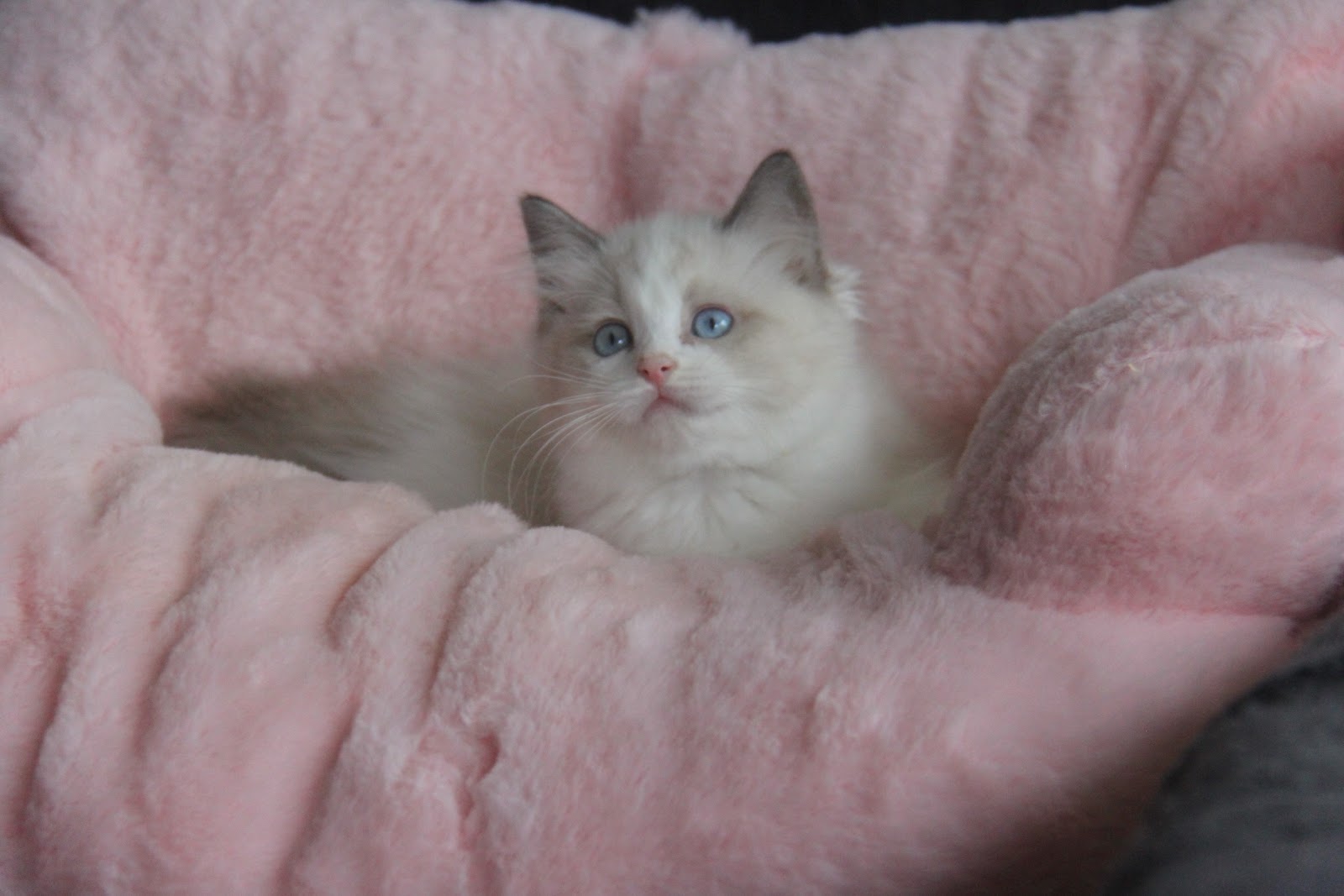 11/7出生 高端優質海雙布偶貓弟弟