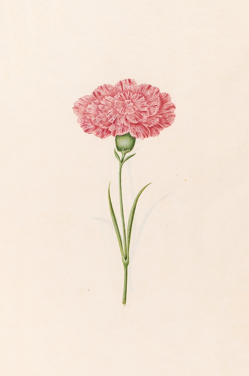 Carnation 1692