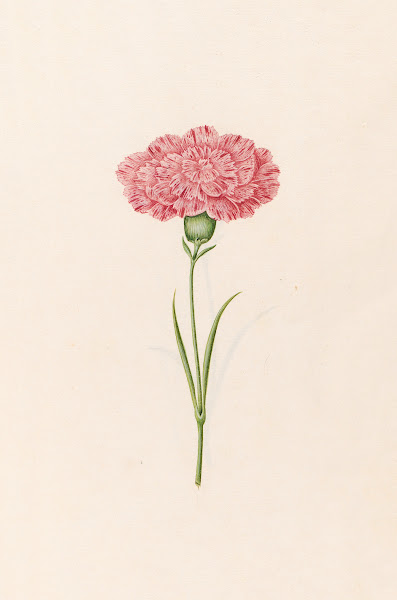 Carnation 1692