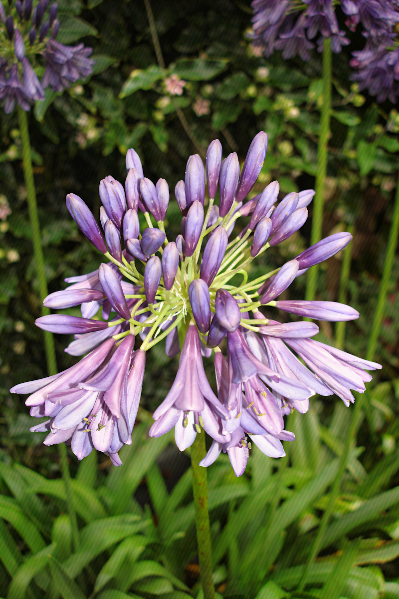 Agapanthus Purple Heart in piena fioritura, giardini mediterranei