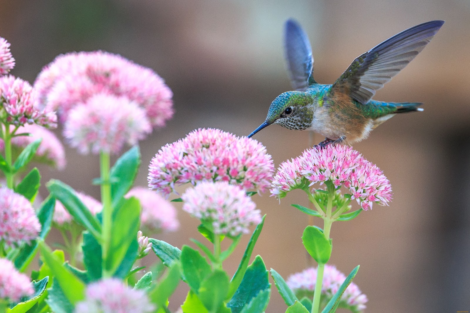 Hummingbird Wallpaper