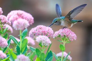 Hummingbird Wallpaper