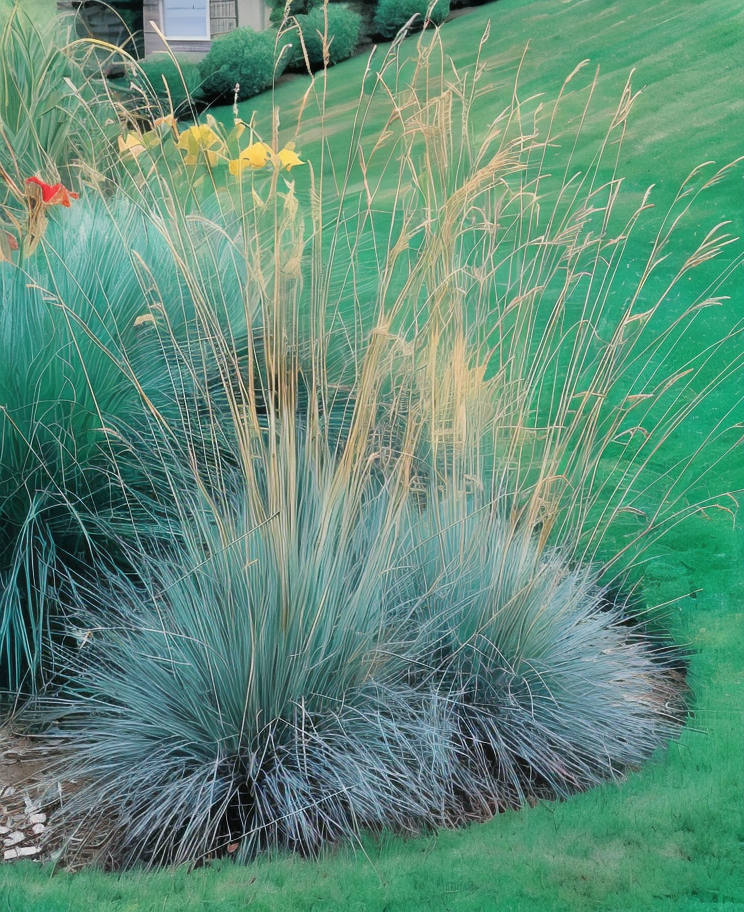 Helictotrichon sempervirens in un giardino roccioso soleggiato con fogliame blu-grigio