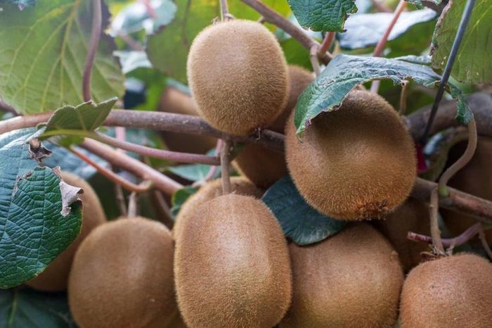 Hành trình khó tin của kiwi, từ cây dại Trung Quốc đến trái cây toàn cầu - Báo Tri thức &amp; Cuộc sống