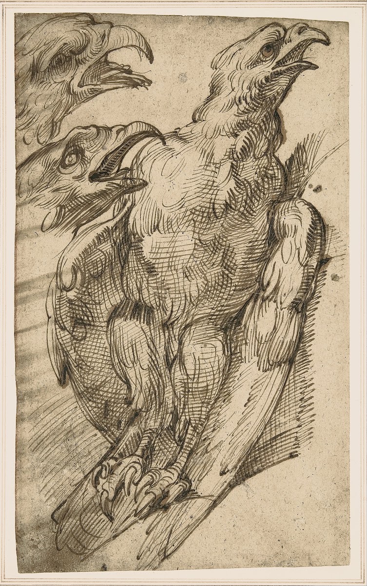 Study of an eagle from 1575 until 80