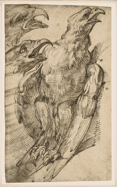 Study of an eagle from 1575 until 80