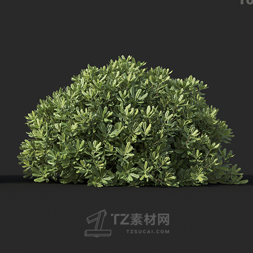 Maxtree - Plant Models Vol.60