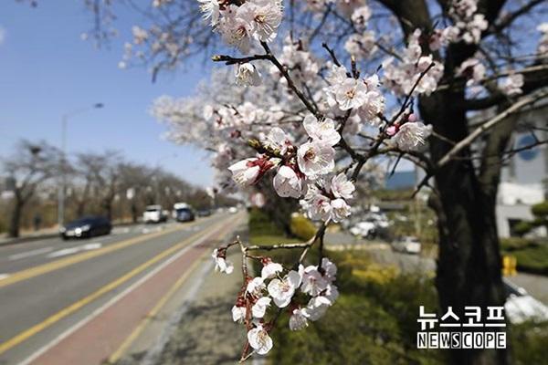 서울 벚꽃 결론